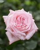 copy_Роза &laquo;О'Хара Пинк&raquo; (Pink O'Hara)