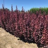 Барбарис тунберга Саммер Чоколет. (Berberis thunbergii Summer Chocolate) С3 CS2496 фото