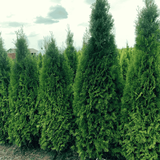 Туя західна Смарагд. (Thuja occidentalis Smaragd) С1 00048 фото
