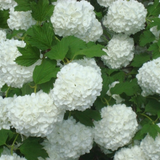 Калина Бульденеж. (Viburnum opulus Roseum) P9