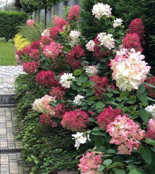 Гортензія волотиста Даймонд Руж. (Hydrangea paniculata Diamand Rouge) С3 CS2746 фото