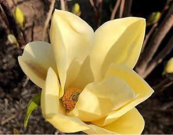 Магнолия гибридная Санспайр. (Magnolia Sunspire) С10 CS2896 фото