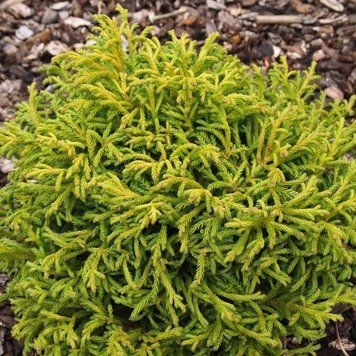 Криптомерия Японская Бандай. (Cryptomeria japonica Bandai) С4 CS2043 фото