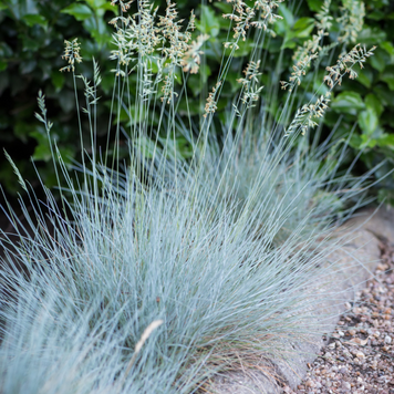 Овсяница седая. (Festuca valesiaca Glaucantha) С2 С00047 фото