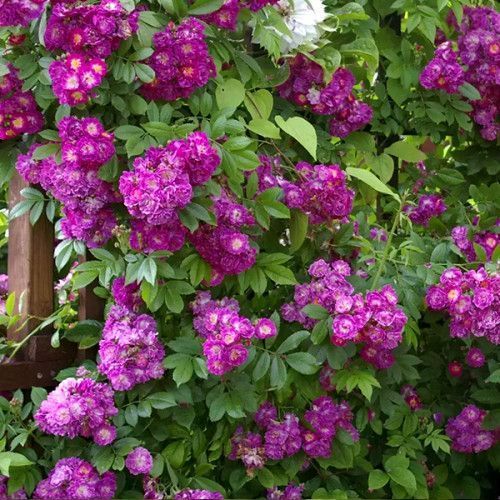 Роза Перенниал Блю. (Perennial Blue) Плетистая в горшке 4л