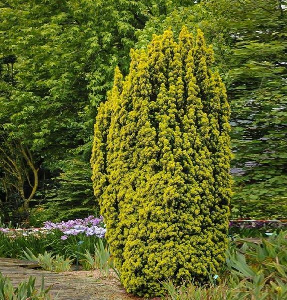 Тис ягодный Давид. (Taxus baccata David) С3 CS2393 фото