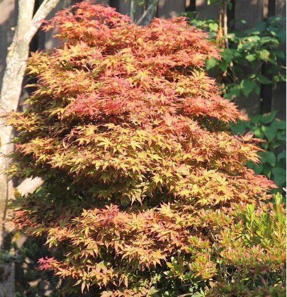 Клён пальмолистный Брандс Дварф. (Acer palmatum Brandt's Dwarf) С5
