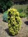 Тис ягодный Давид. (Taxus baccata David) С3 CS2393 фото 4