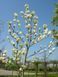 Магнолия гибридная Санспайр. (Magnolia Sunspire) С10 CS2896 фото 4