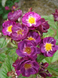 Роза Вайолет Худ. (Violet Hood) Мускусная CS0616 фото 1