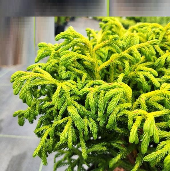 Криптомерия Японская Бандай. (Cryptomeria japonica Bandai) С4 CS2043 фото