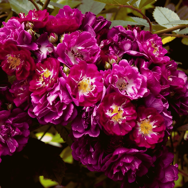 Роза Перенниал Блю. (Perennial Blue) Плетистая в горшке 4л