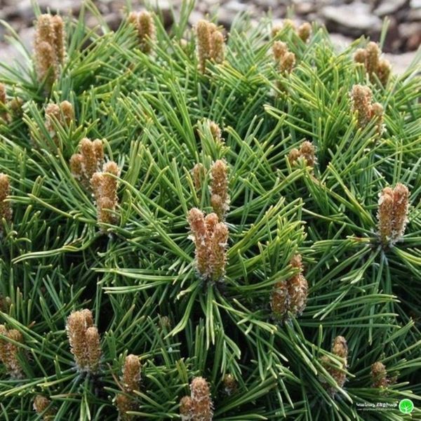 Сосна горная Бенджамин. (Pinus mugo Benjamin) ШТАМБ CS2343 фото