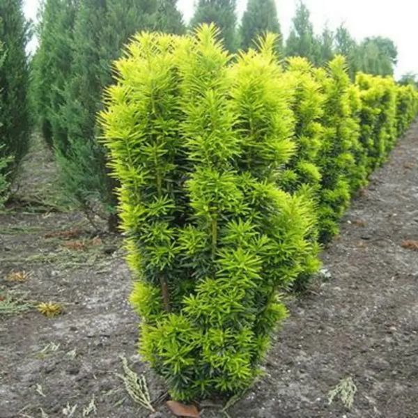 Тис ягодный Давид. (Taxus baccata David) С3 CS2393 фото