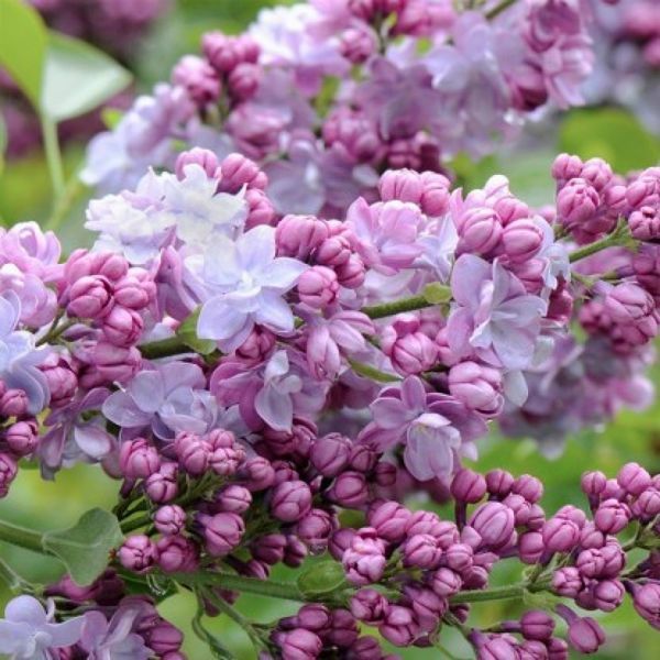 Бузок звичайний Моріс Де Вільморен. (Syringa vulgaris Maurice de Vilmorin) CS2946 фото