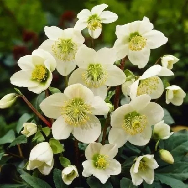 Морозник восточный БЕЛЫЙ. (Helleborus) 5-летнее растение