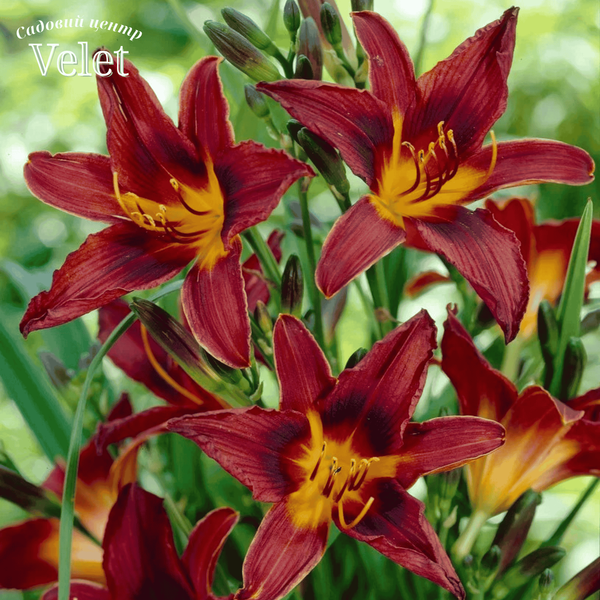 Лілійник &laquo;Блек Принц&raquo; (Hemerocallis Black Prince) - садженець 1шт R9045 фото