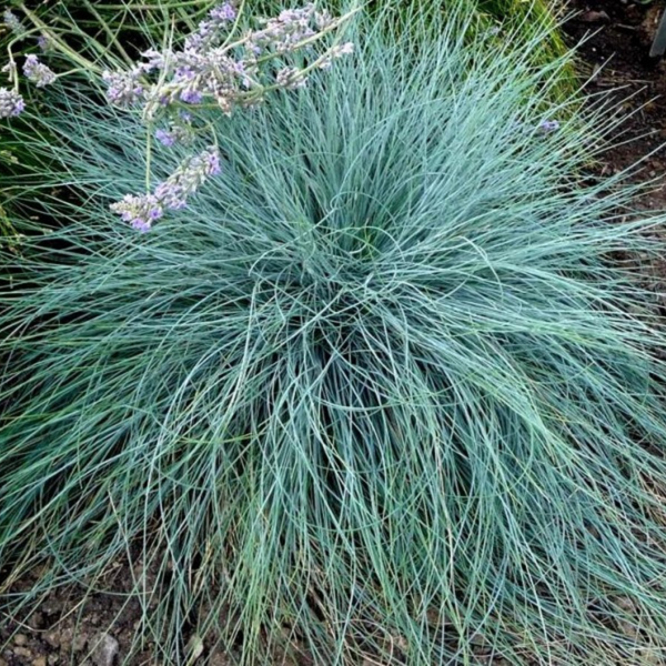 Овсяница седая. (Festuca valesiaca Glaucantha) С2 С00047 фото