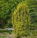 Тис ягодный Давид. (Taxus baccata David) С3 CS2393 фото 5