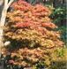 Клён пальмолистный Брандс Дварф. (Acer palmatum Brandt's Dwarf) С5 CS2846 фото 4