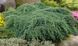 Ялівець лускатий Блю Карпет. (Juniperus squamata Blue Carpet) Р9 CS2193 фото 4
