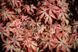 Клён пальмолистный Брандс Дварф. (Acer palmatum Brandt's Dwarf) С5 CS2846 фото 2