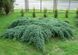 Ялівець лускатий Блю Карпет. (Juniperus squamata Blue Carpet) Р9 CS2193 фото 1
