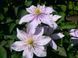 Клематис Джуста. (Clematis Justa) III группа ОКС CS1716 фото 7