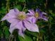 Клематис Джуста. (Clematis Justa) III группа ОКС CS1716 фото 4