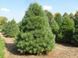 Сосна Веймутова/Стробус. (Pinus strobus) С5 CS2293 фото 1