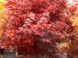 Клён пальмолистный Брандс Дварф. (Acer palmatum Brandt's Dwarf) С5 CS2846 фото 3