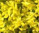 Бірючина гібридна Вікарій. (Ligustrum Vicaryi) С4 CS2546 фото 1