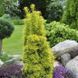 Тис ягодный Давид. (Taxus baccata David) С3 CS2393 фото 2