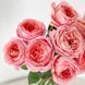 Троянда Романтик Антик. (Romantic Antike) Ч/Г CS1116 фото 3
