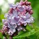 Бузок звичайний Моріс Де Вільморен. (Syringa vulgaris Maurice de Vilmorin) CS2946 фото 5
