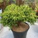 Криптомерия Японская Бандай. (Cryptomeria japonica Bandai) С4 CS2043 фото 3