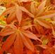 Клён пальмолистный Брандс Дварф. (Acer palmatum Brandt's Dwarf) С5 CS2846 фото 1
