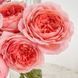 Троянда Романтик Антик. (Romantic Antike) Ч/Г CS1116 фото 2