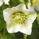 Морозник восточный БЕЛЫЙ. (Helleborus) 5-летнее растение CS1866 фото 1