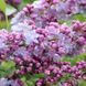 Бузок звичайний Моріс Де Вільморен. (Syringa vulgaris Maurice de Vilmorin) CS2946 фото 2