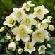 Морозник восточный БЕЛЫЙ. (Helleborus) 5-летнее растение CS1866 фото 2