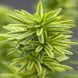 Тис ягодный Давид. (Taxus baccata David) С3 CS2393 фото 1