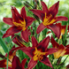 Лілійник &laquo;Блек Принц&raquo; (Hemerocallis Black Prince) - садженець 1шт R9045 фото 2