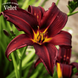 Лілійник &laquo;Блек Принц&raquo; (Hemerocallis Black Prince) - садженець 1шт R9045 фото 1