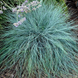 Овсяница седая. (Festuca valesiaca Glaucantha) С2 С00047 фото 3