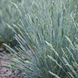 Овсяница седая. (Festuca valesiaca Glaucantha) С2 С00047 фото 2