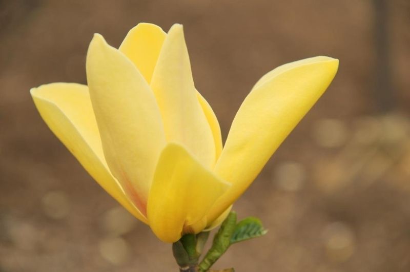 Магнолия гибридная Санспайр. (Magnolia Sunspire) С10 CS2896 фото