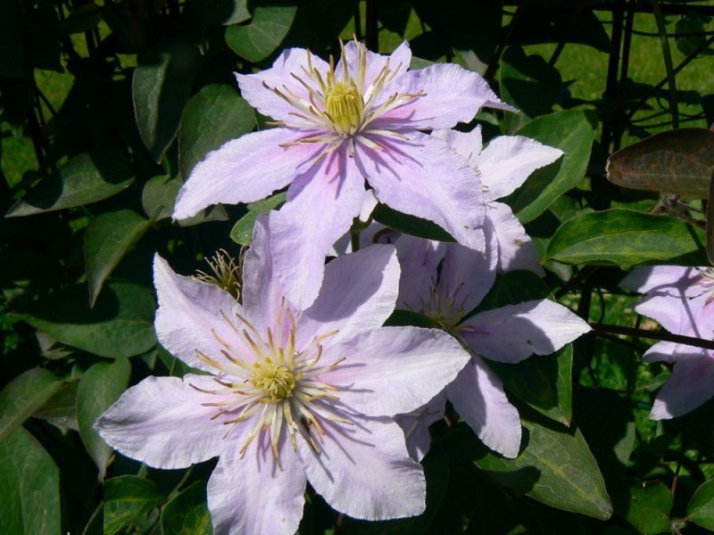 Клематис Джуста. (Clematis Justa) III группа ОКС