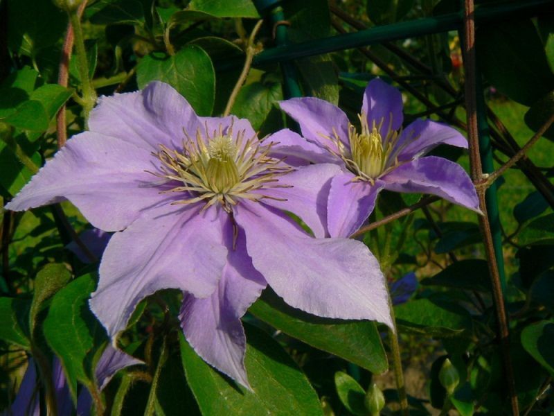 Клематис Джуста. (Clematis Justa) III группа ОКС