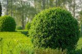 Бирючина обыкновенная. (Ligustrum vulgare) C3 CS2547 фото